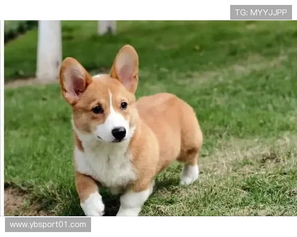 加泰联队助攻后小汪跑向队友问名字的感人一刻